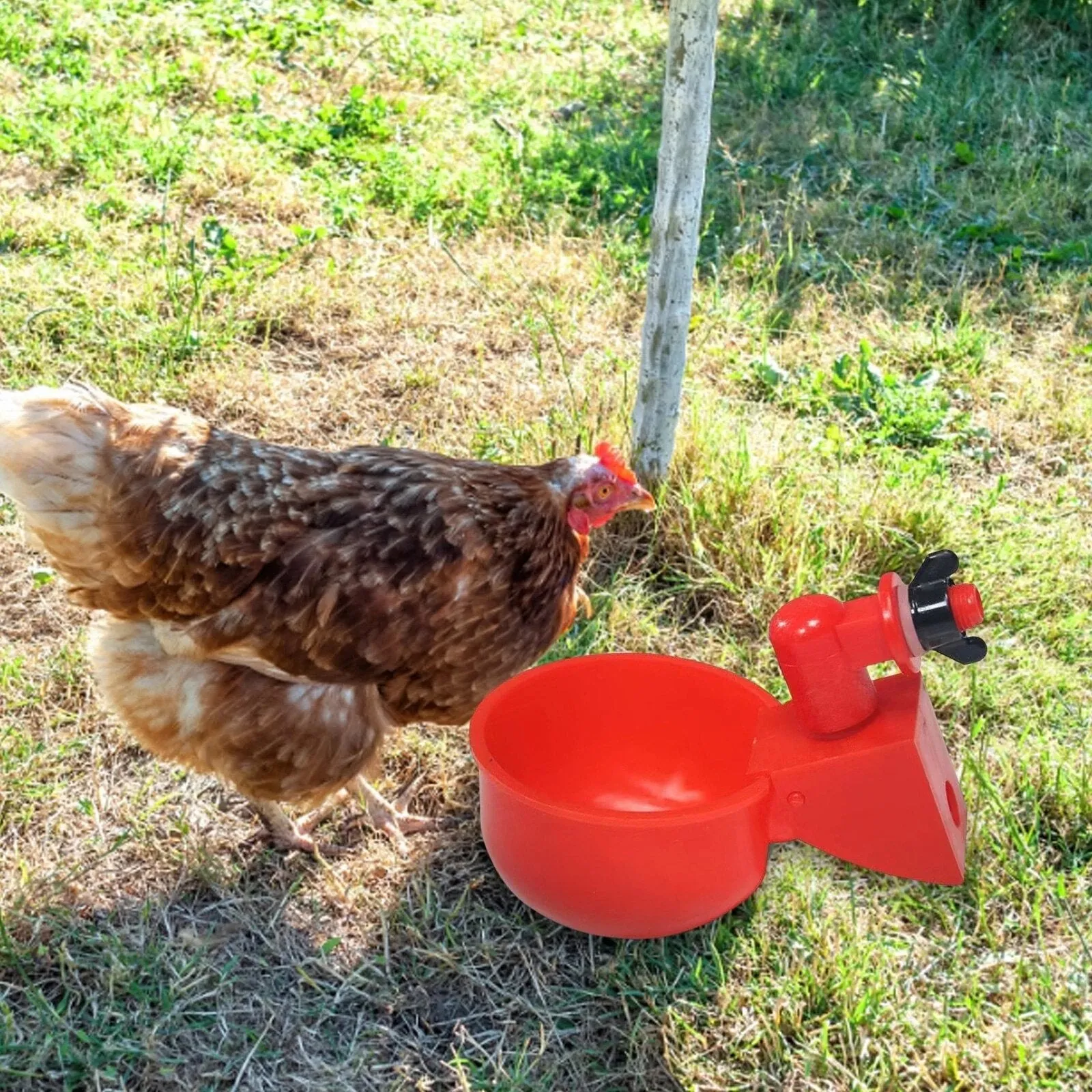 Automatic Chicken Water Cup - 5 Pcs Chicken Water Cup Automatic Drinker for Chickens