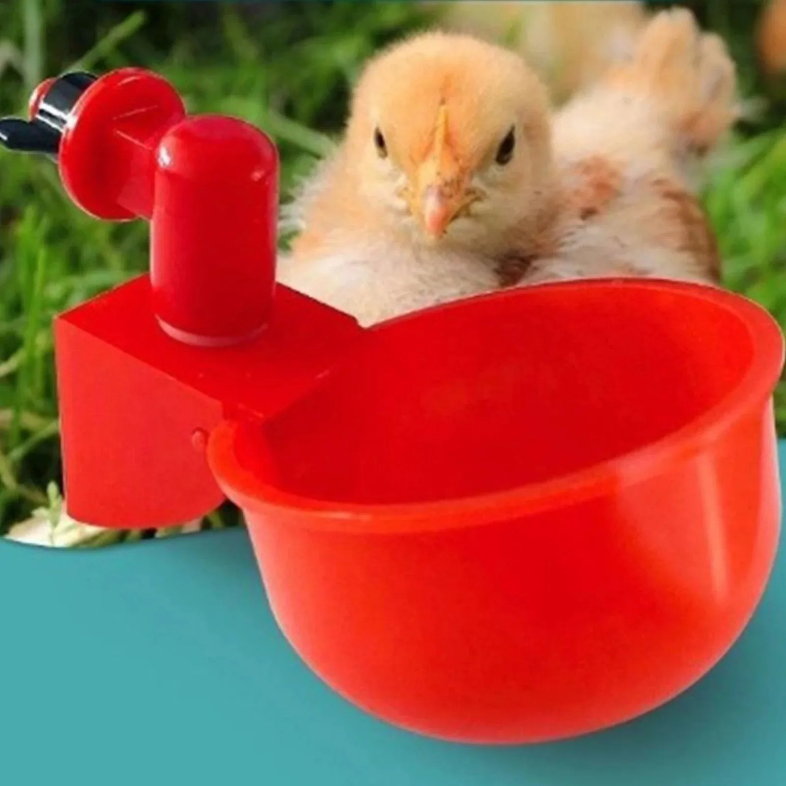 Automatic Chicken Water Cup - 5 Pcs Chicken Water Cup Automatic Drinker for Chickens