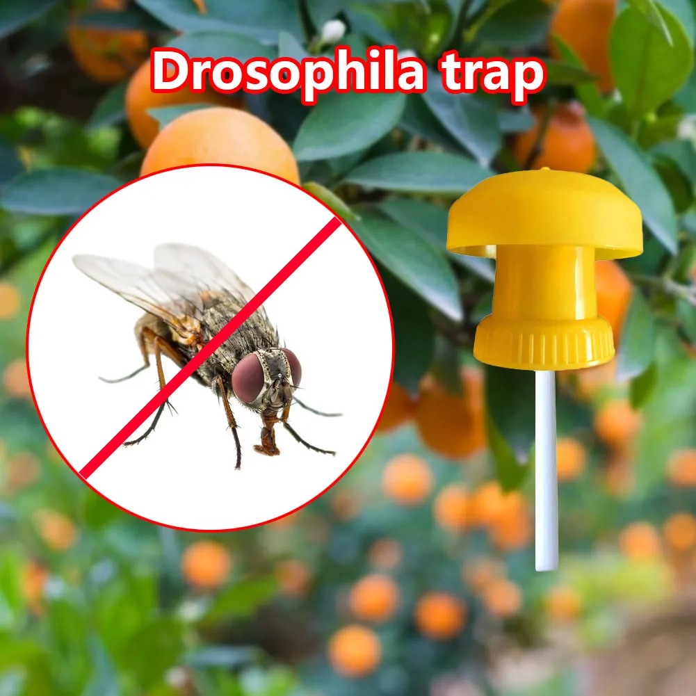 Fruit Fly Trap Cover With Fruit Fly Attractant